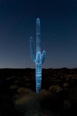 Julien Lombardi Planeta Saguaro