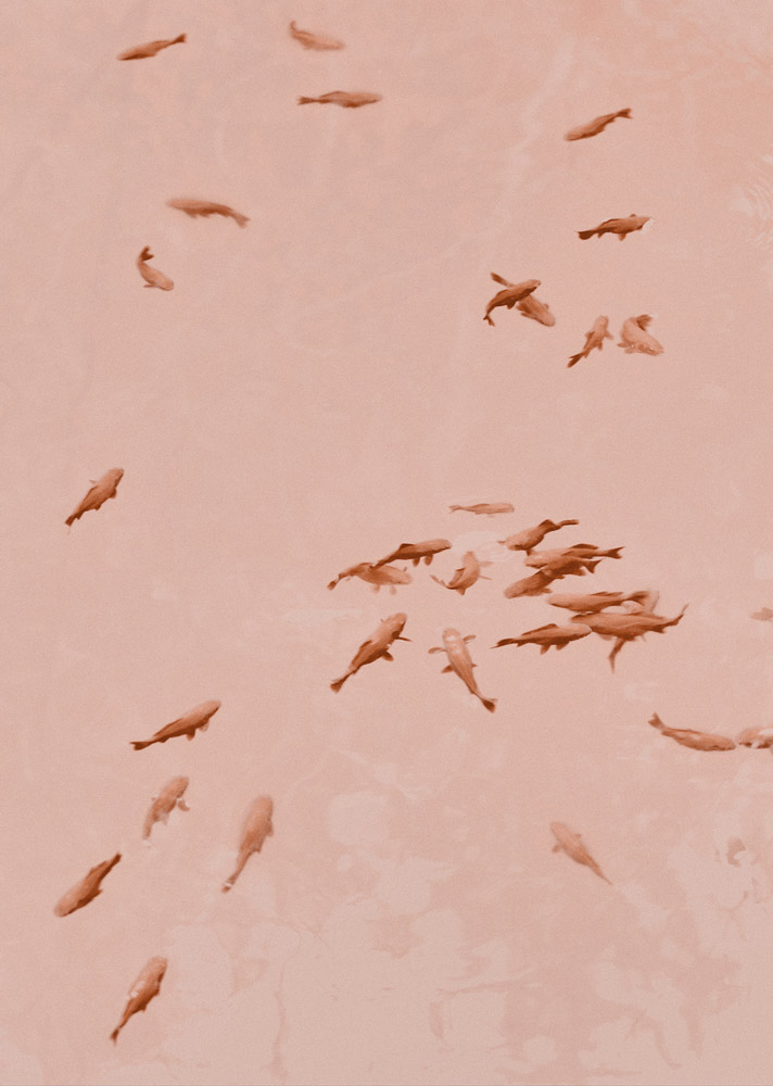 %C2%A9Yorgos Yatromanolakis 07F