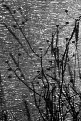 Mauvaises Herbes © Sylvie Bussières