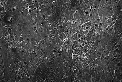 Mauvaises Herbes © Sylvie Bussières