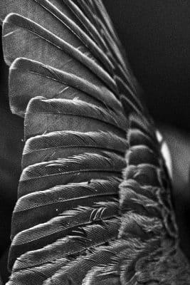 Emanuela Cherchi Aile Topographie dun oiseaux 2025